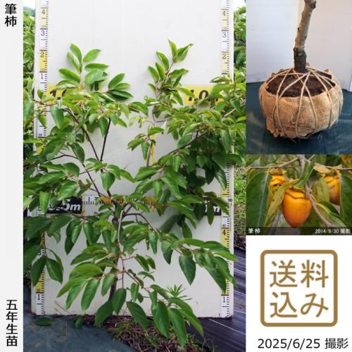 <img class='new_mark_img1' src='https://img.shop-pro.jp/img/new/icons14.gif' style='border:none;display:inline;margin:0px;padding:0px;width:auto;' />2025ǯͽʡġ(Դų) ɮ(դǤ)[Ϸ 2021ǯ:M]