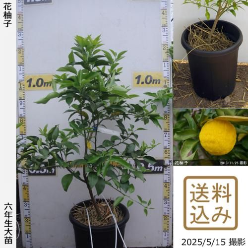 <img class='new_mark_img1' src='https://img.shop-pro.jp/img/new/icons14.gif' style='border:none;display:inline;margin:0px;padding:0px;width:auto;' />¨ȯǽۡԻѡڥॷﳲġ ͮ(ϥʥ桦֥楺)[̼ȭ 2020ǯ:S]ռӡ