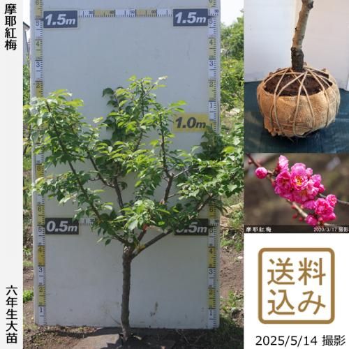 <img class='new_mark_img1' src='https://img.shop-pro.jp/img/new/icons14.gif' style='border:none;display:inline;margin:0px;padding:0px;width:auto;' />2025ǯͽʡġ()(ޤ䤳Ф)[Ϸ 2020ǯ:L]