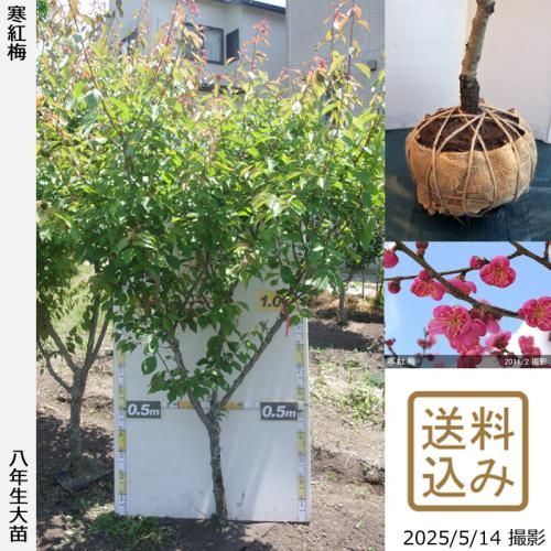 <img class='new_mark_img1' src='https://img.shop-pro.jp/img/new/icons14.gif' style='border:none;display:inline;margin:0px;padding:0px;width:auto;' />2025ǯͽʡġ() (󤳤Ф)[Ϸ 2018ǯ:3L]緿