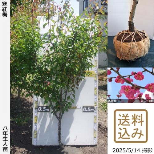 <img class='new_mark_img1' src='https://img.shop-pro.jp/img/new/icons14.gif' style='border:none;display:inline;margin:0px;padding:0px;width:auto;' />2025ǯͽʡġ() (󤳤Ф)[Ϸ 2018ǯ:M]緿