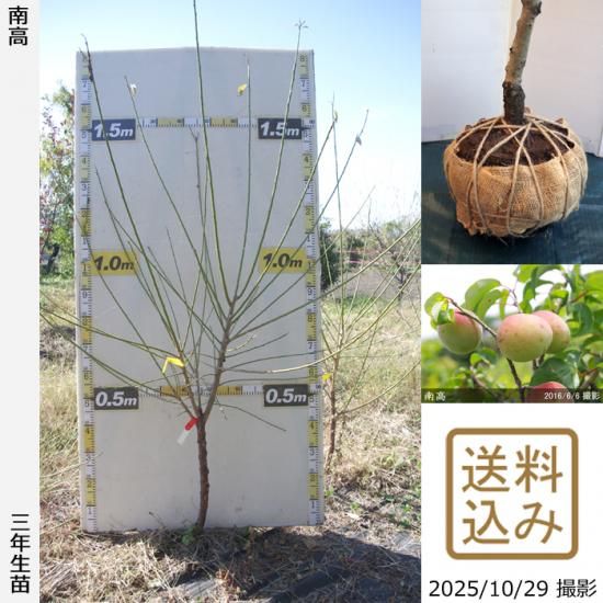 【順次出荷中】3年生苗◇ウメ(