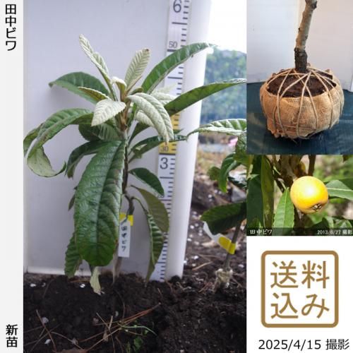 【順次出荷中】新苗◇ビワ(枇杷