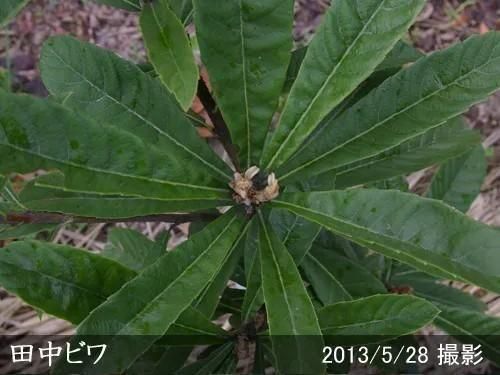 【2025年度予約商品】2年生