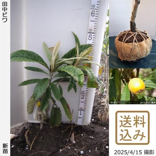<img class='new_mark_img1' src='https://img.shop-pro.jp/img/new/icons14.gif' style='border:none;display:inline;margin:0px;padding:0px;width:auto;' />ڽ缡вۿġӥ() Ӥ[Ϸ 2024ǯ:M]٢