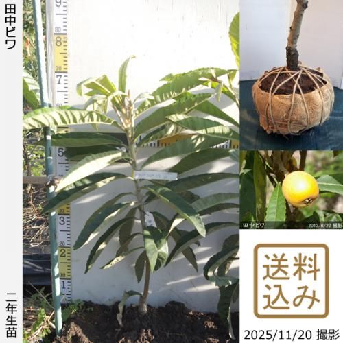 ڽ缡в2ǯġӥ() Ӥ[Ϸ 2024ǯ:M]