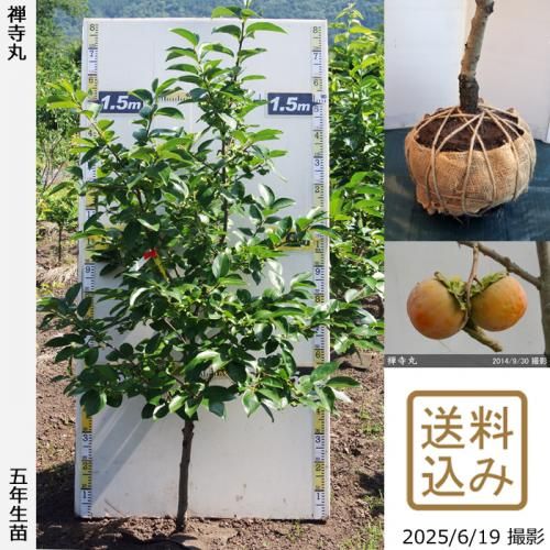 <img class='new_mark_img1' src='https://img.shop-pro.jp/img/new/icons14.gif' style='border:none;display:inline;margin:0px;padding:0px;width:auto;' />2025ǯͽʡġ(Դų) (󤸤ޤ)[Ϸ 2021ǯ:L]ռӡ