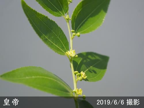 好評にて期間延長】 ❗️蕾付き，接木苗，冬棗苗木、皇帝ナツメ