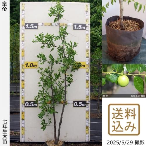 ڽ缡вġʥĥ(ܧ)(Ƥ)[ݥå 2019ǯ:L]ռӡ