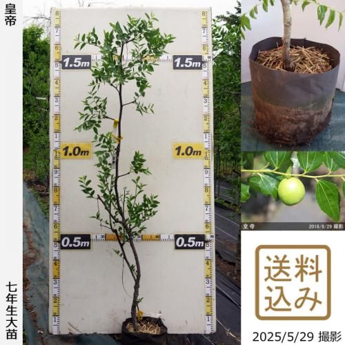 ڽ缡вġʥĥ(ܧ)(Ƥ)[ݥå 2019ǯ:M]ռӡ