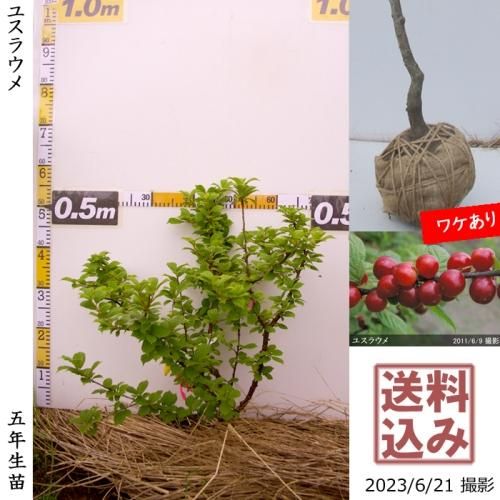 ġ楹饦()[Ϸ 2019ǯ:S]ռӡ