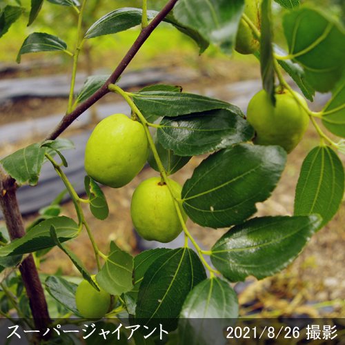 ナツメ(棗) スーパージャイアント地中ポット苗 - 果樹苗・大苗・苗木販売の隅田農園@京都亀岡