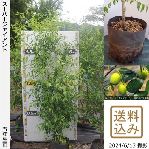 スーパージャイアント 果樹苗木 成木通販の 特等大苗専門店 すだ農園 京都亀岡 スーパージャイアント 果樹苗木 成木通販の 特等大苗専門店 すだ農園 京都亀岡