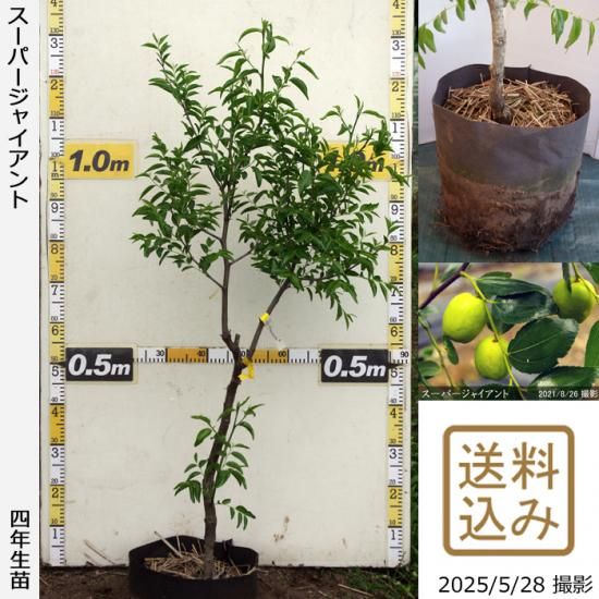 【順次出荷中】大苗◇ナツメ(棗
