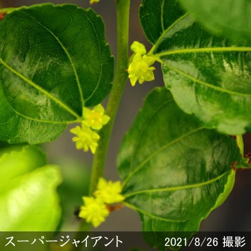 【順次出荷中】大苗◇ナツメ(棗