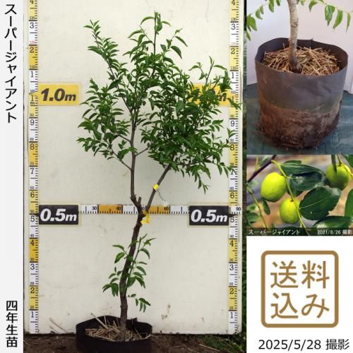 スーパージャイアント 果樹苗木 成木通販の 特等大苗専門店 すだ農園 京都亀岡 スーパージャイアント 果樹苗木 成木通販の 特等大苗専門店 すだ農園 京都亀岡