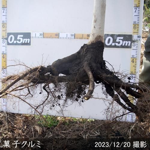 【2025年度予約商品】大苗◇