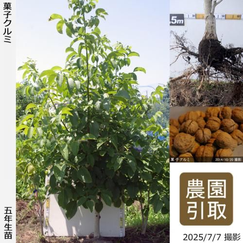 <img class='new_mark_img1' src='https://img.shop-pro.jp/img/new/icons14.gif' style='border:none;display:inline;margin:0px;padding:0px;width:auto;' />【2025年度予約商品】大苗◇クルミ(胡桃) 菓子くるみ[実生・ふるい苗 2021年:5L]＊農園引取のみ