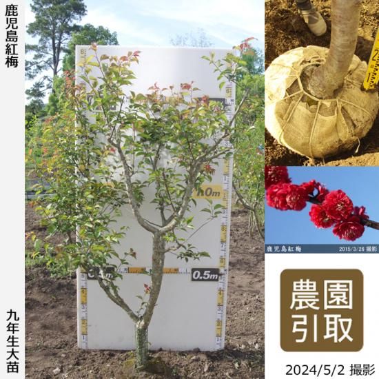 【順次引渡中】大苗◇ウメ(花梅