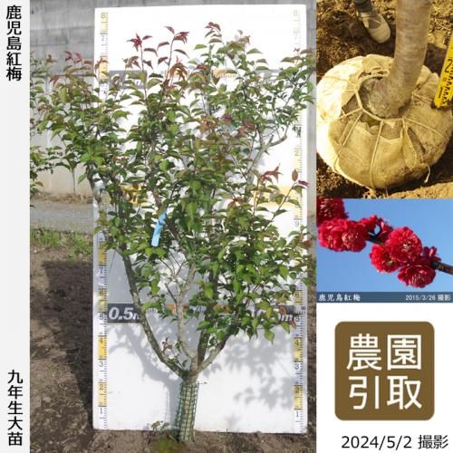 【順次引渡中】大苗◇ウメ(花梅