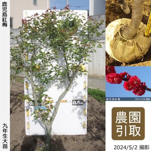 【順次引渡中】大苗◇ウメ(花梅