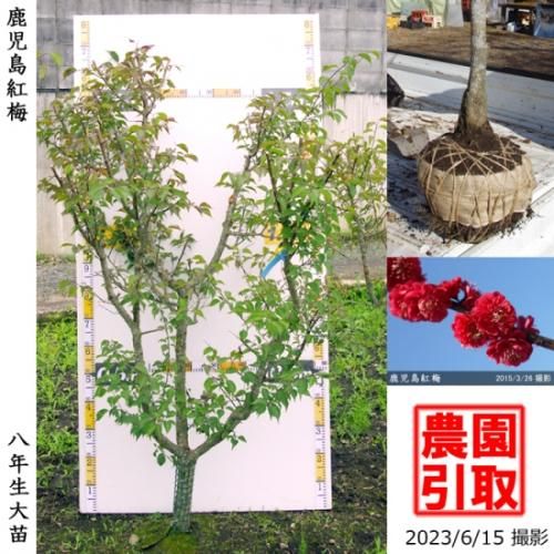【順次引渡中】大苗◇ウメ(花梅