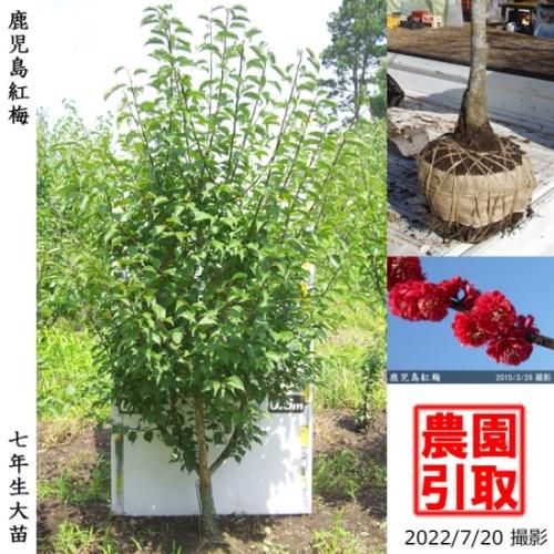 【順次引渡中】大苗◇ウメ(花梅