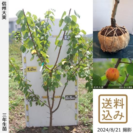 【順次出荷中】3年生苗◇アンズ