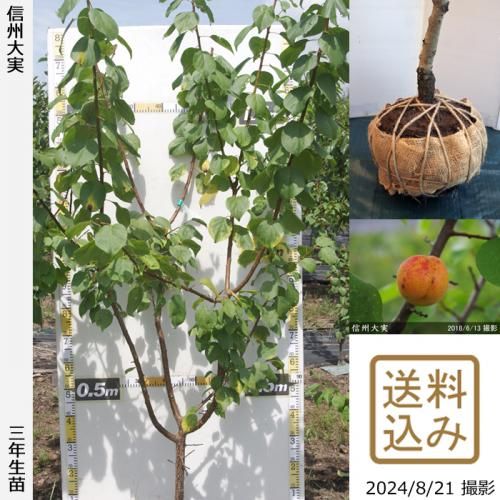【順次出荷中】3年生苗◇アンズ