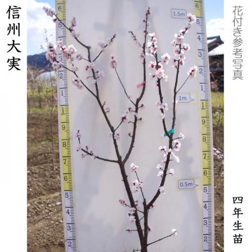 【順次出荷中】3年生苗◇アンズ