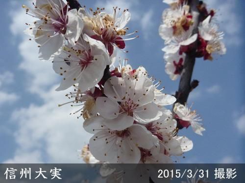 【順次出荷中】3年生苗◇アンズ