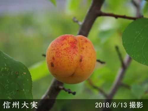 【順次出荷中】3年生苗◇アンズ