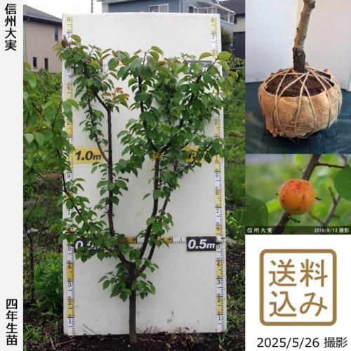 <img class='new_mark_img1' src='https://img.shop-pro.jp/img/new/icons14.gif' style='border:none;display:inline;margin:0px;padding:0px;width:auto;' />2025ǯͽʡġ()(󤷤夦)[Ϸ2022ǯ:LL]緿