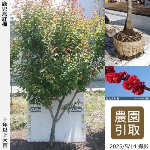 <img class='new_mark_img1' src='https://img.shop-pro.jp/img/new/icons14.gif' style='border:none;display:inline;margin:0px;padding:0px;width:auto;' />2025ǯͽʡġ() (ޤФ)[Ϸ 2016ǯ:3L]Τ