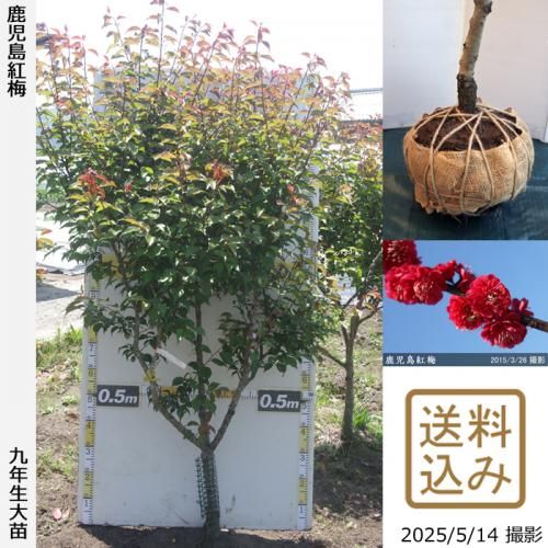 <img class='new_mark_img1' src='https://img.shop-pro.jp/img/new/icons14.gif' style='border:none;display:inline;margin:0px;padding:0px;width:auto;' />2025ǯͽʡġ() (ޤФ)[Ϸ 2017ǯ:L]緿