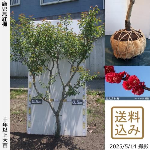 <img class='new_mark_img1' src='https://img.shop-pro.jp/img/new/icons14.gif' style='border:none;display:inline;margin:0px;padding:0px;width:auto;' />2025ǯͽʡġ() (ޤФ)[Ϸ 2016ǯ:LL]緿