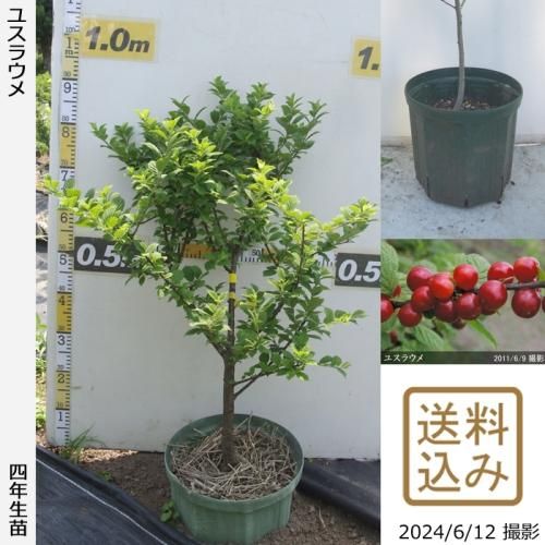 【順次出荷中】大苗◇ユスラウメ