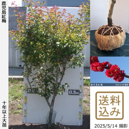 【2025年度予約商品】大苗◇