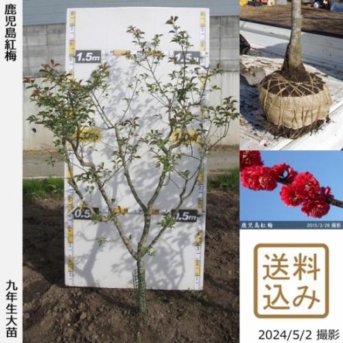 【2025年度予約商品】大苗◇