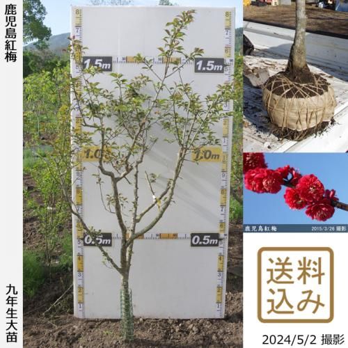 【2025年度予約商品】大苗◇