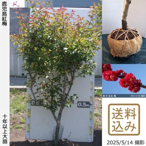 <img class='new_mark_img1' src='https://img.shop-pro.jp/img/new/icons14.gif' style='border:none;display:inline;margin:0px;padding:0px;width:auto;' />2025ǯͽʡġ() (ޤФ)[Ϸ 2016ǯ:L]緿