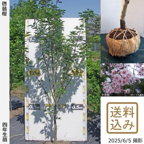 <img class='new_mark_img1' src='https://img.shop-pro.jp/img/new/icons14.gif' style='border:none;display:inline;margin:0px;padding:0px;width:auto;' />2025ǯͽʡġ()()[Ϸ 2022ǯ:L]緿