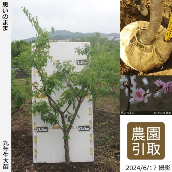 【予約商品】大苗◇ウメ(花梅)