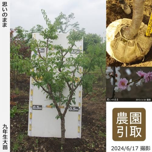 【予約商品】大苗◇ウメ(花梅)