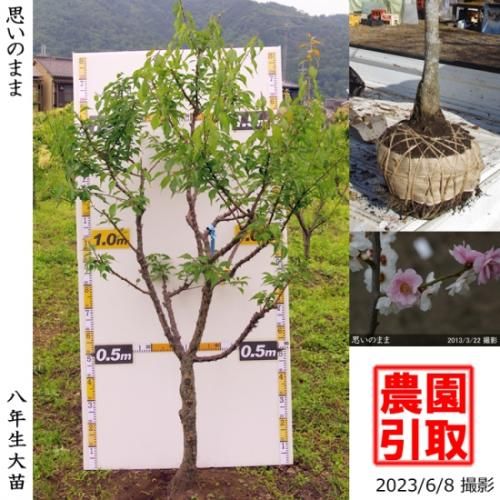 【予約商品】大苗◇ウメ(花梅)