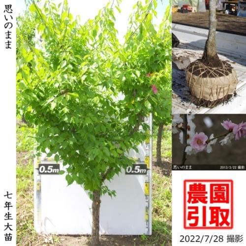 【予約商品】大苗◇ウメ(花梅)