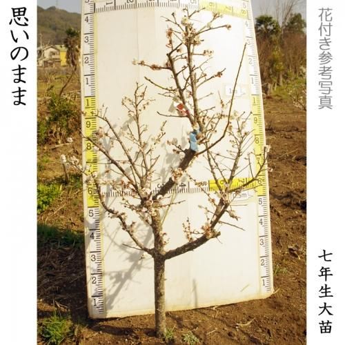 【予約商品】大苗◇ウメ(花梅)