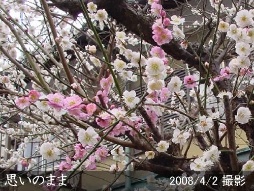 【予約商品】大苗◇ウメ(花梅)
