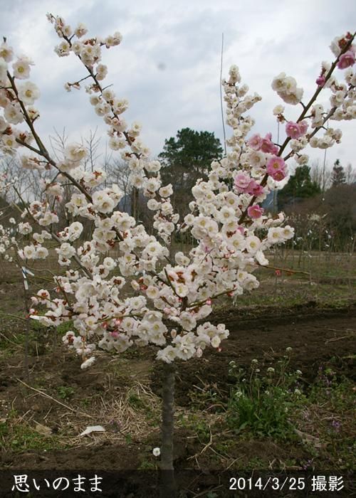 【予約商品】大苗◇ウメ(花梅)