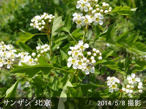 サンザシ(山査子) 西安(セイアン)の地掘大苗 - 果樹苗・大苗・苗木